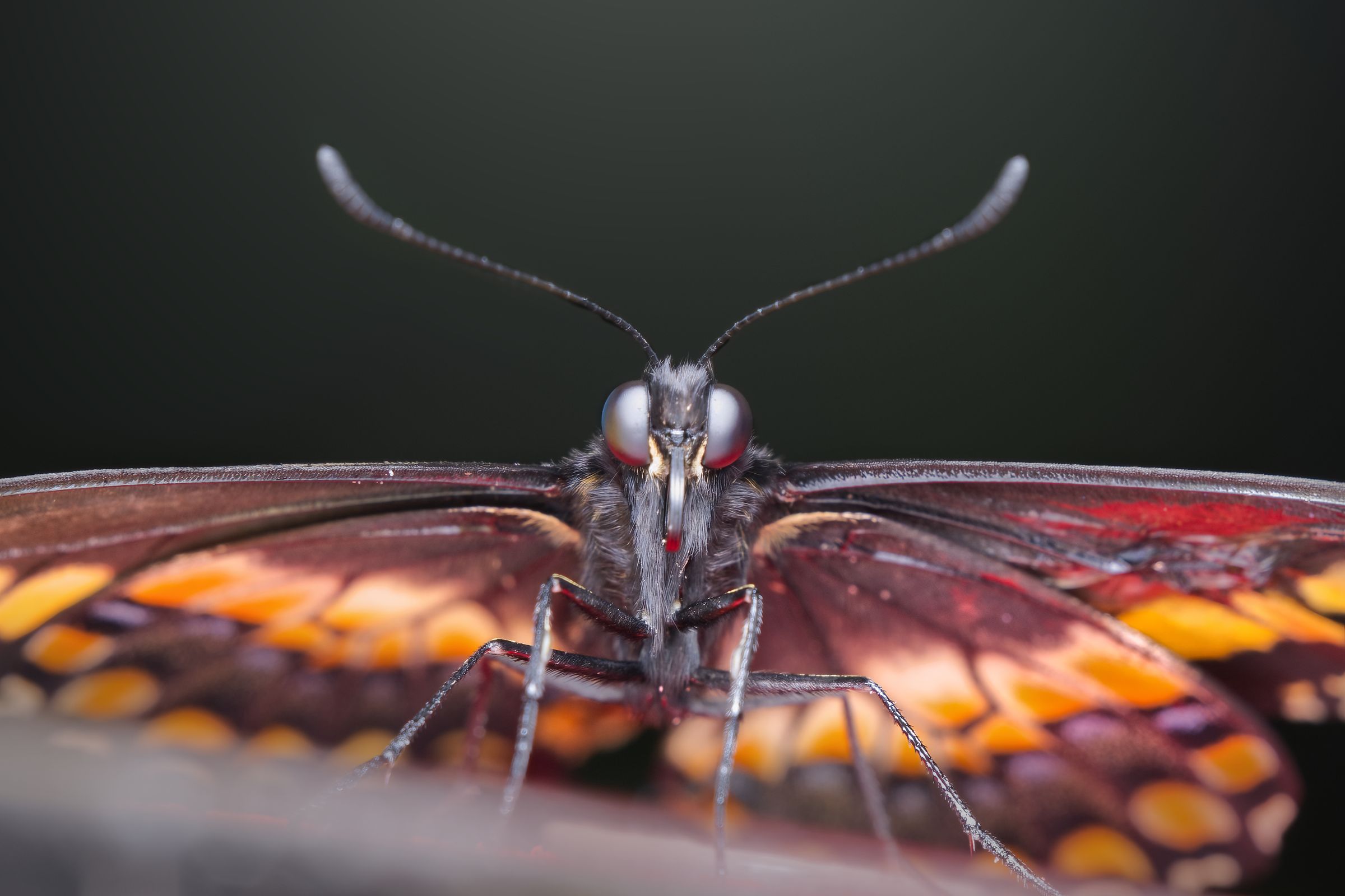 Teuflischer Schmetterling