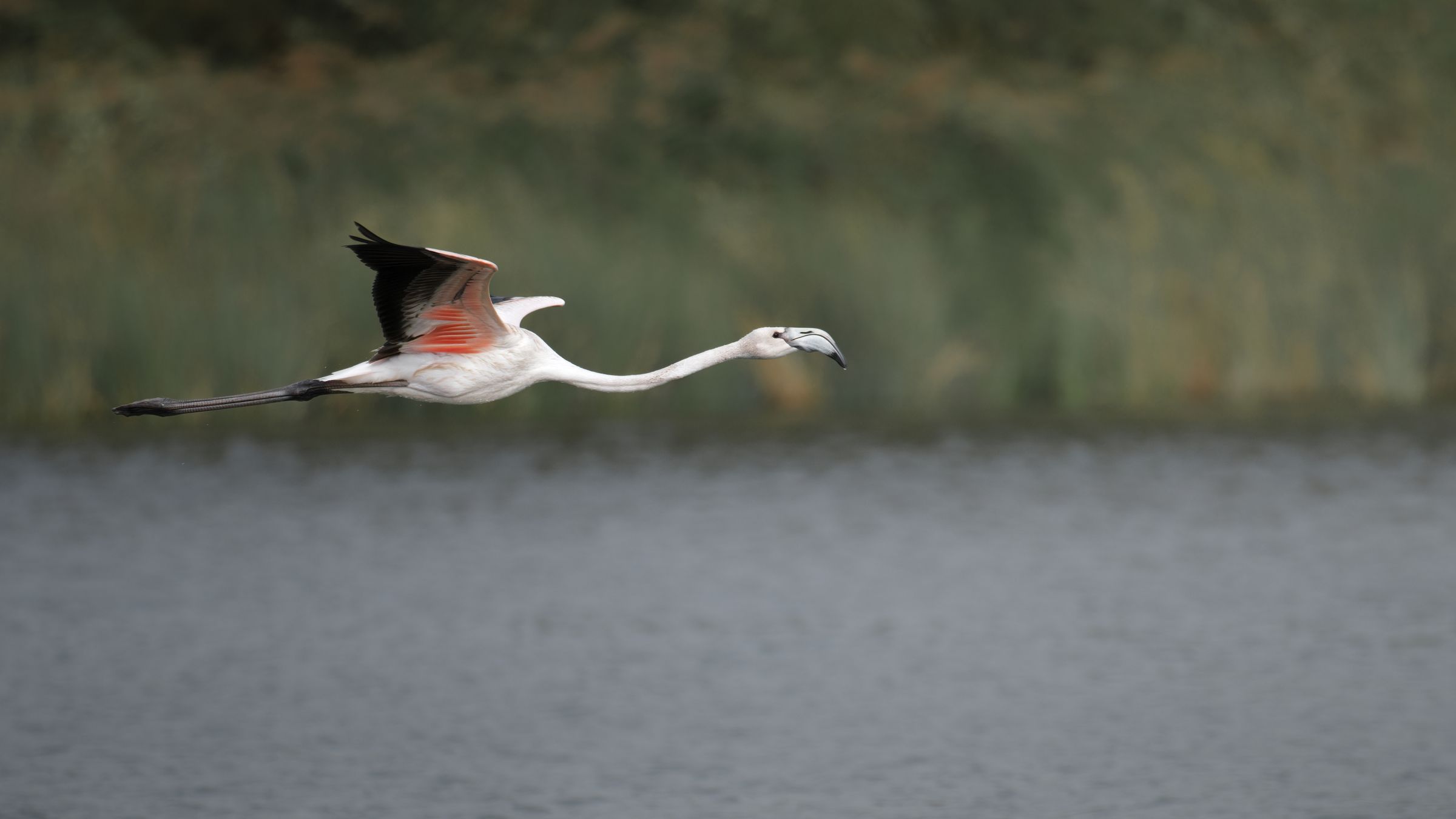 Flamingo im Flug