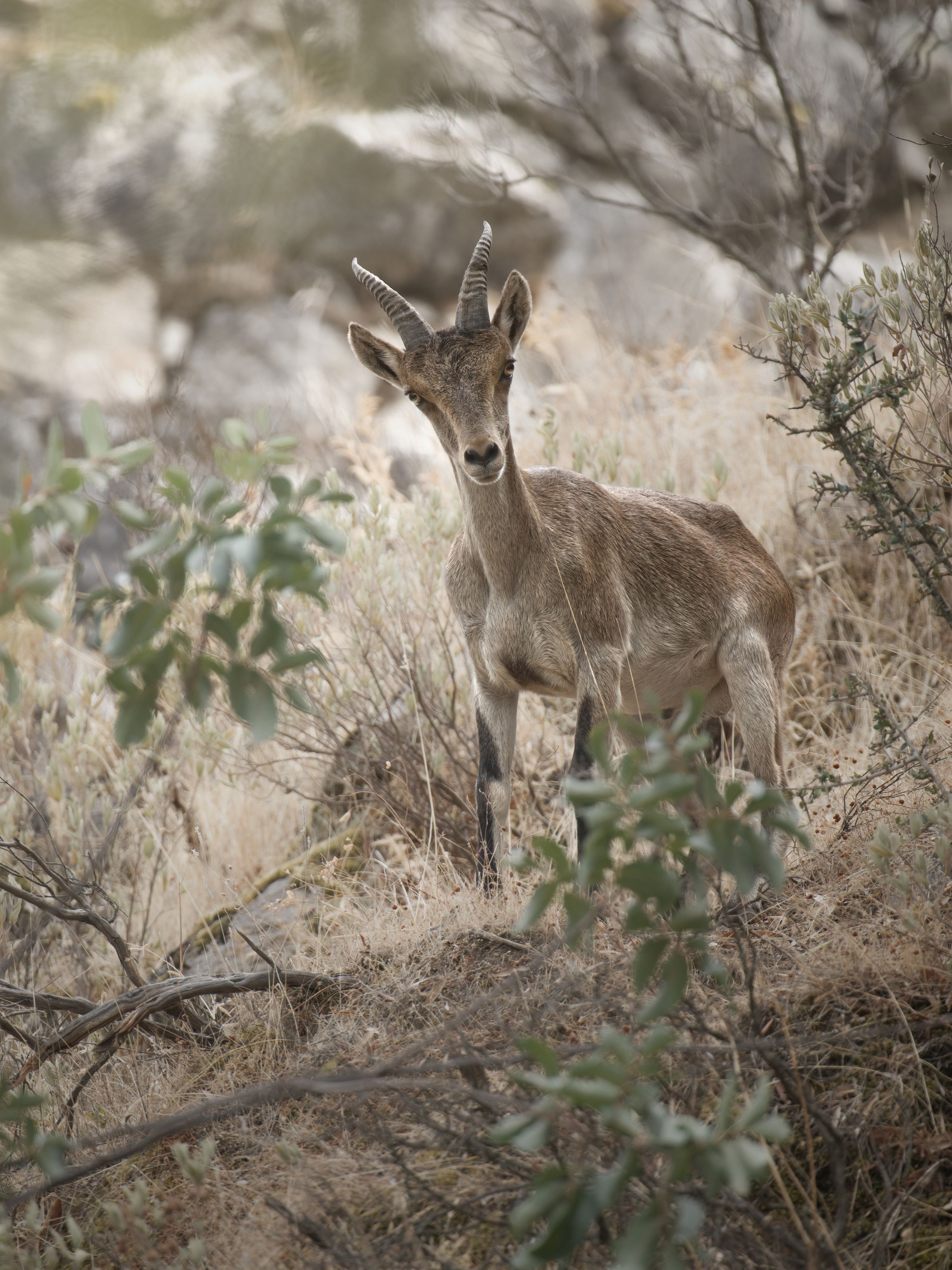 Iberischer Steinbock