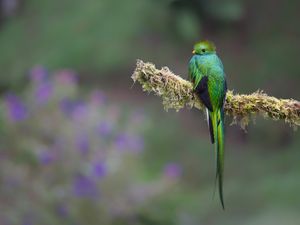 Quetzal