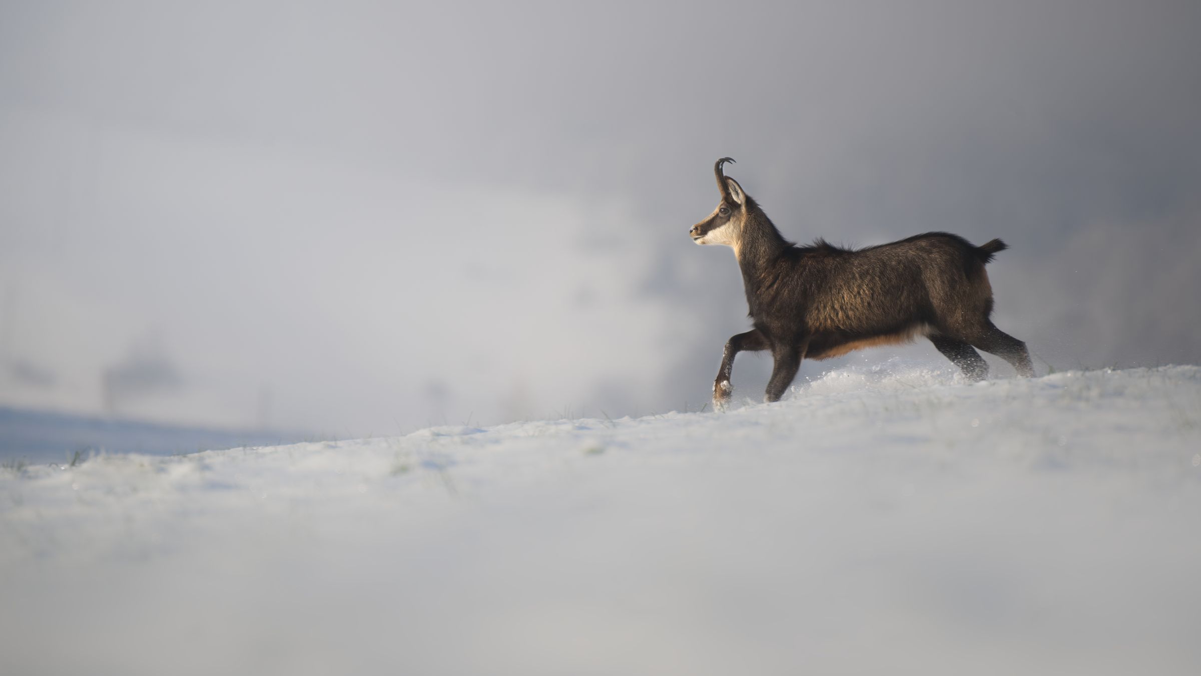 Gams im Schnee