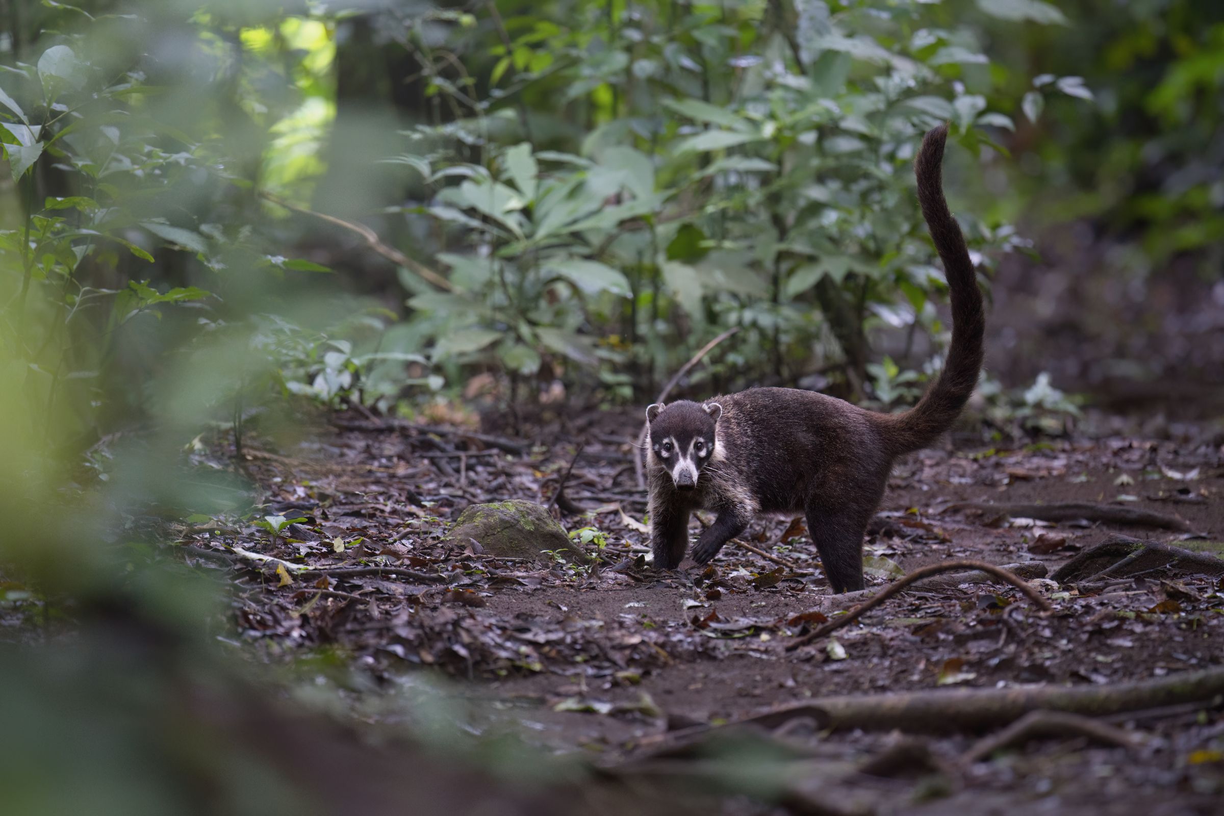 Nasenbär im Jungel