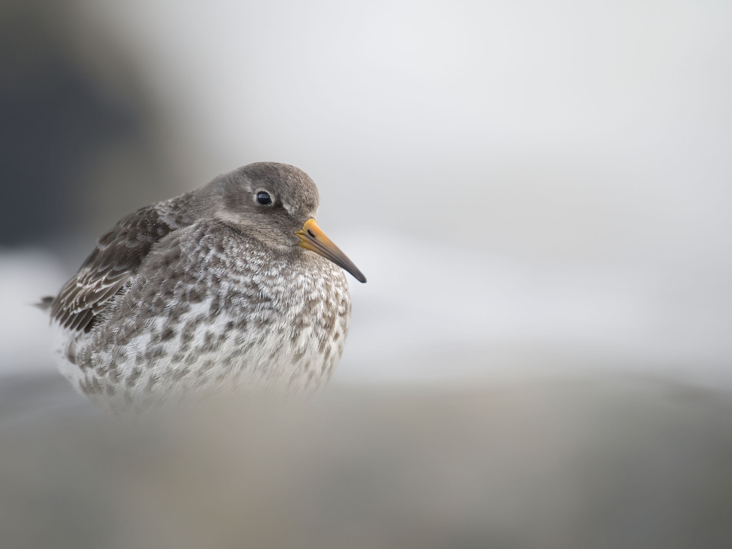 Meerstrandläufer