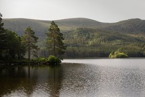 Caledonischer Pinienwald