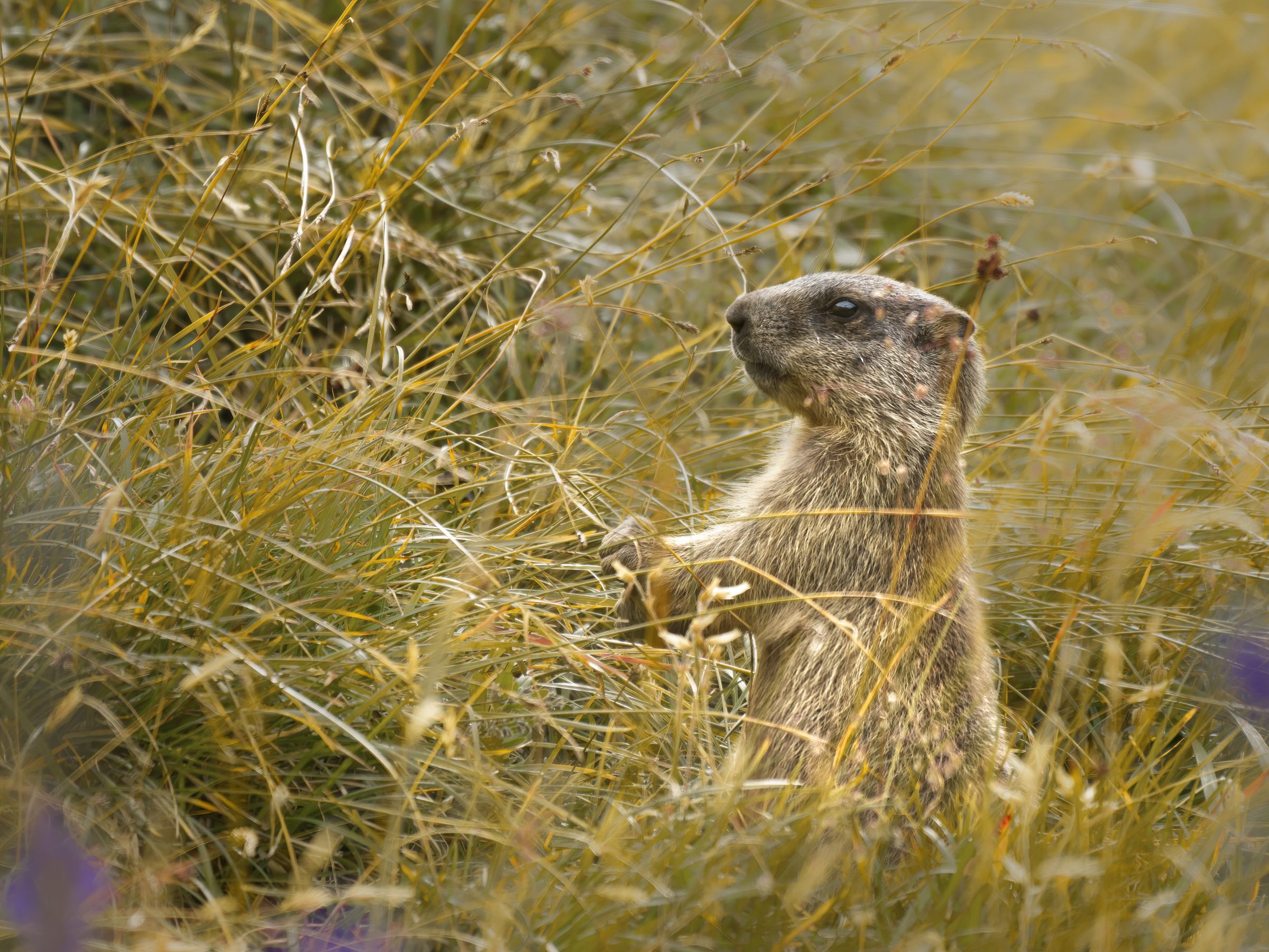 Baby Murmeltier