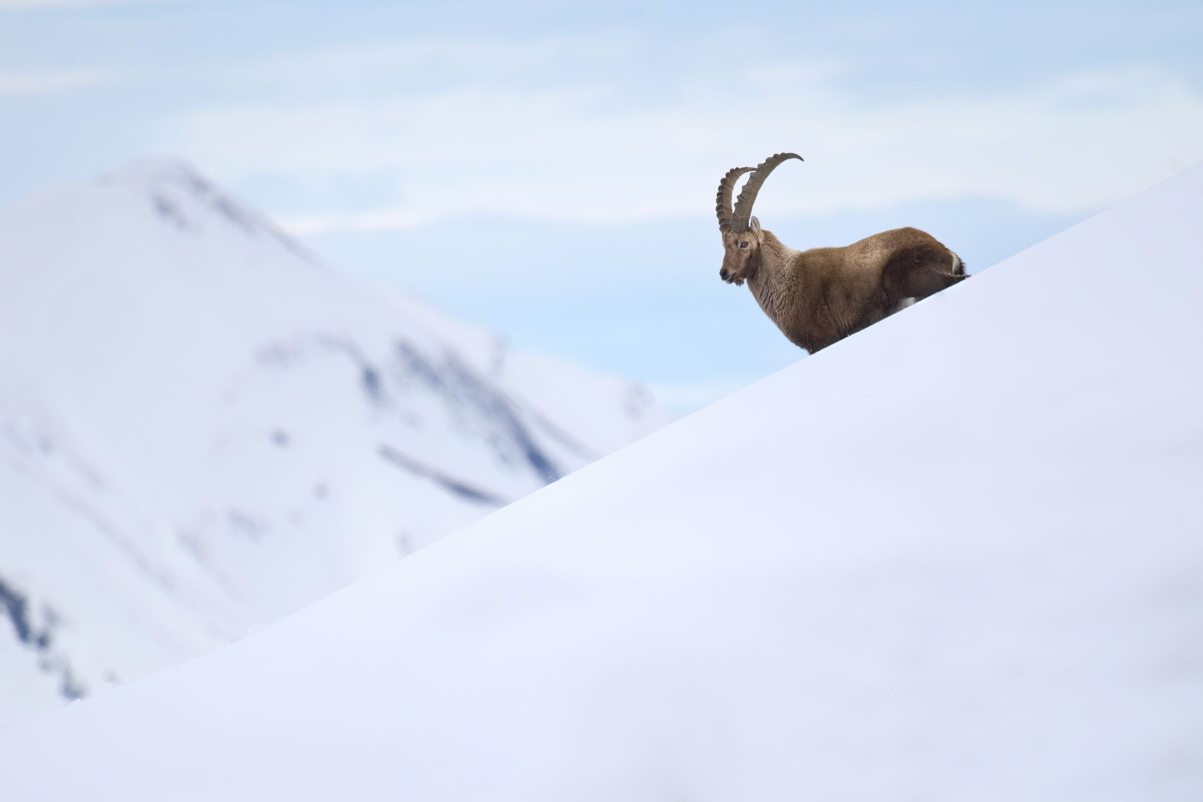 Steinbock im Schnee