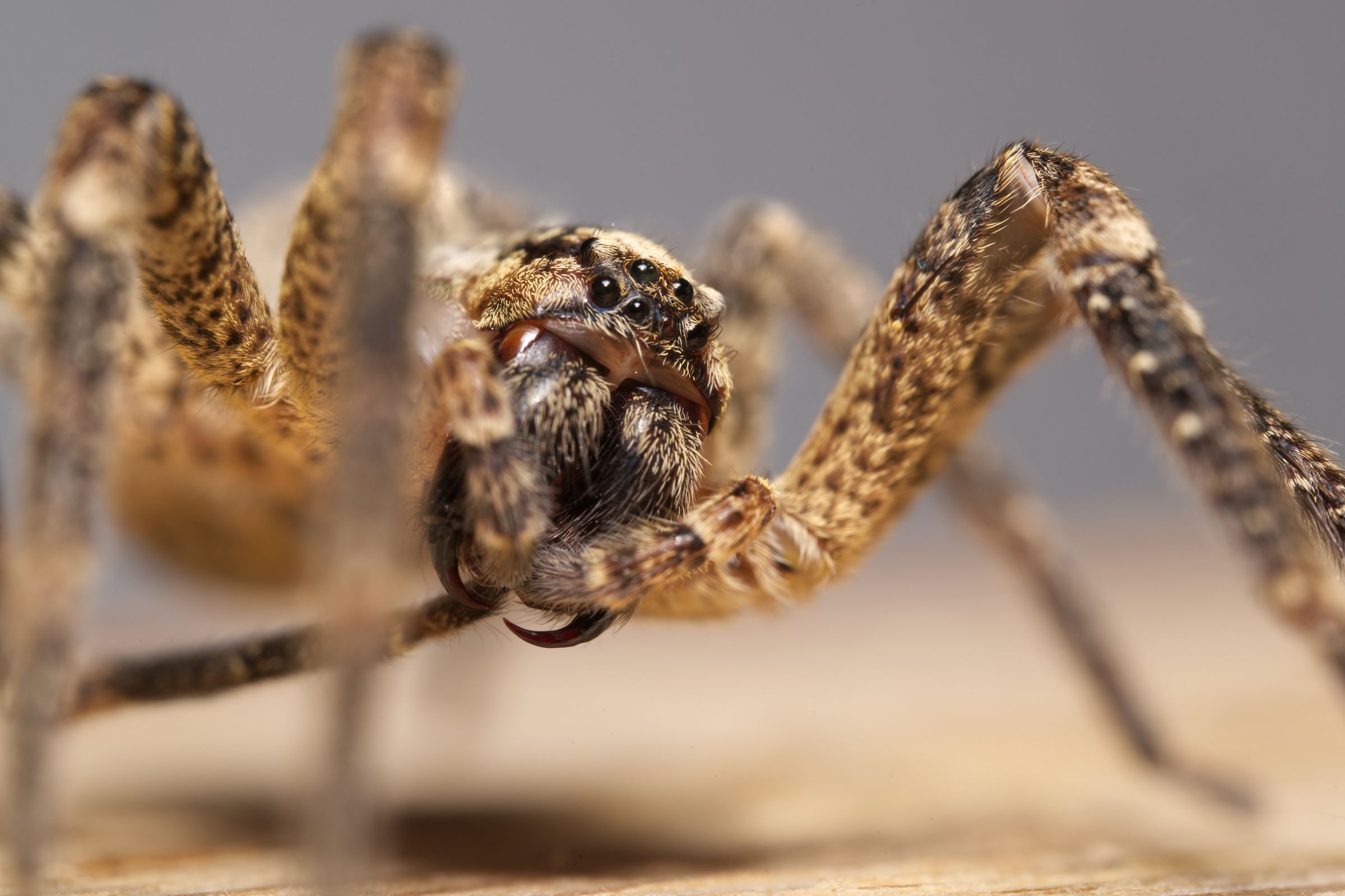 Nospheratus Spinne