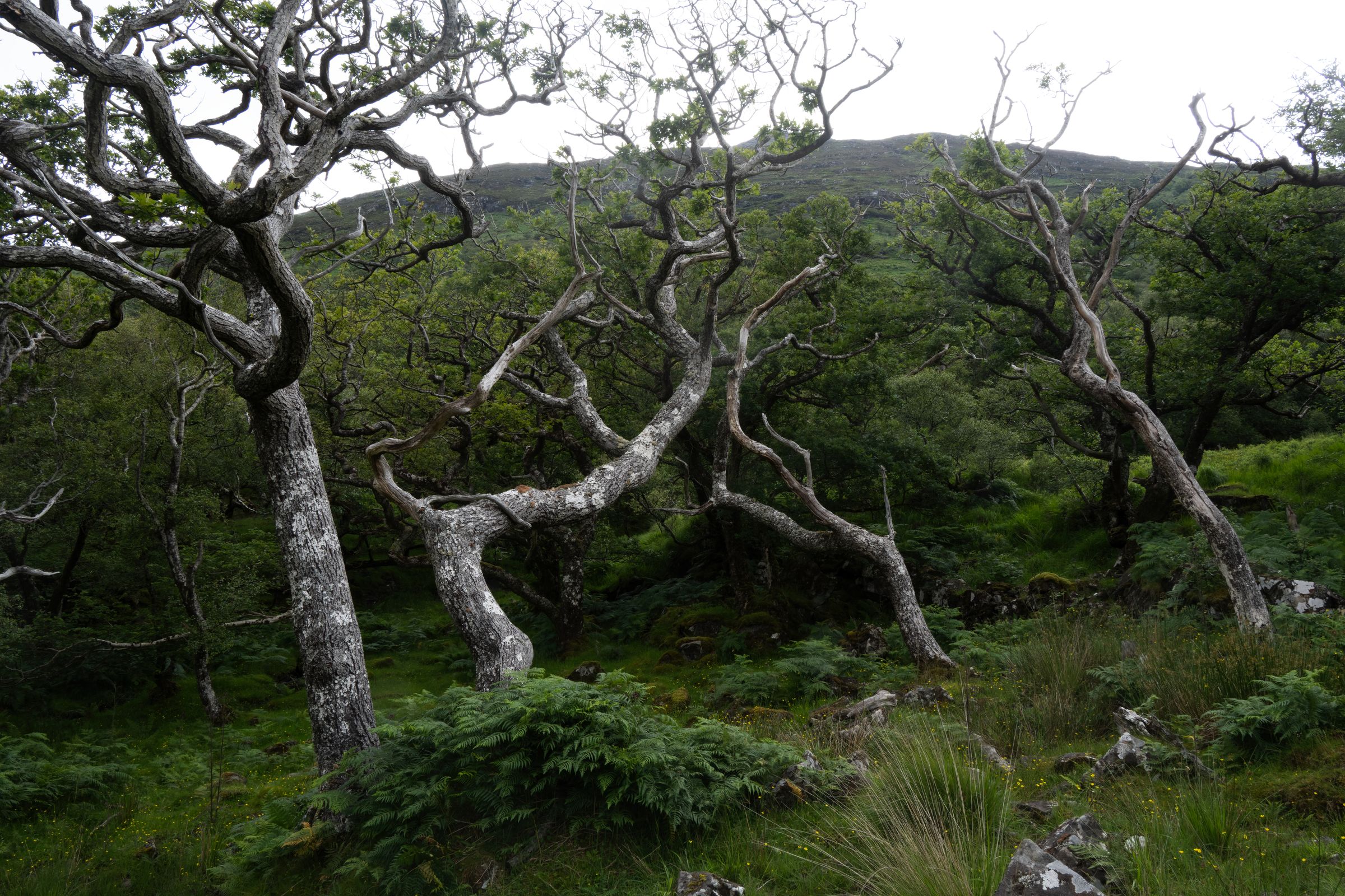 Knorrige Eichen auf der Isle of Mull