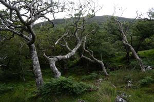 Knorrige Eichen auf der Isle of Mull