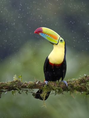 Toucan