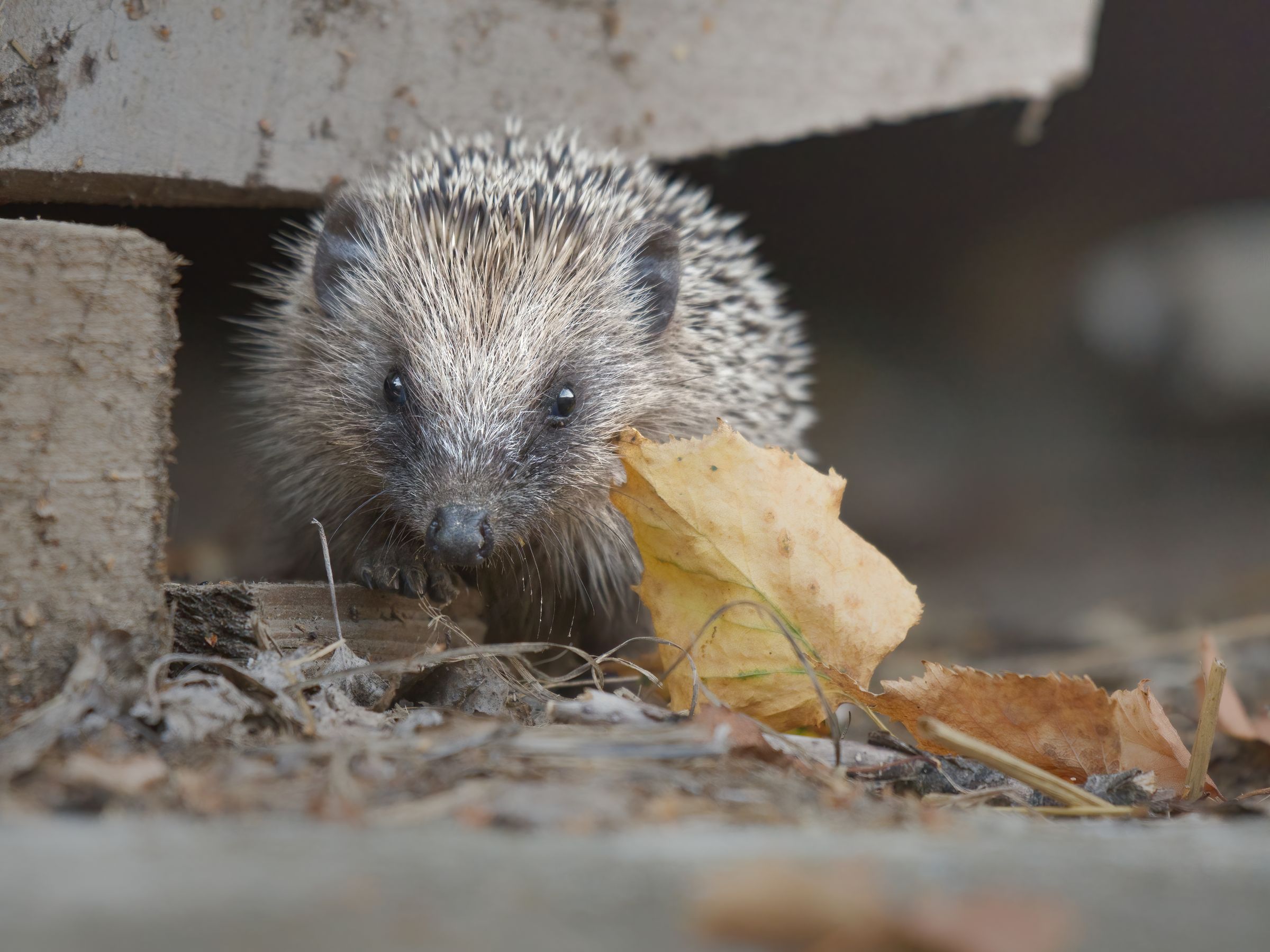 Baby- Igel