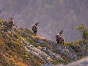 Gämse bei Sonnenaufgang