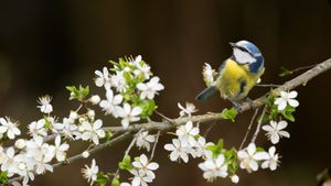 Blaumeise an Frühlingsblüten