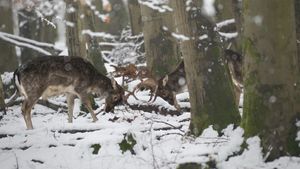 Dammhirsch Kampf im Schnee