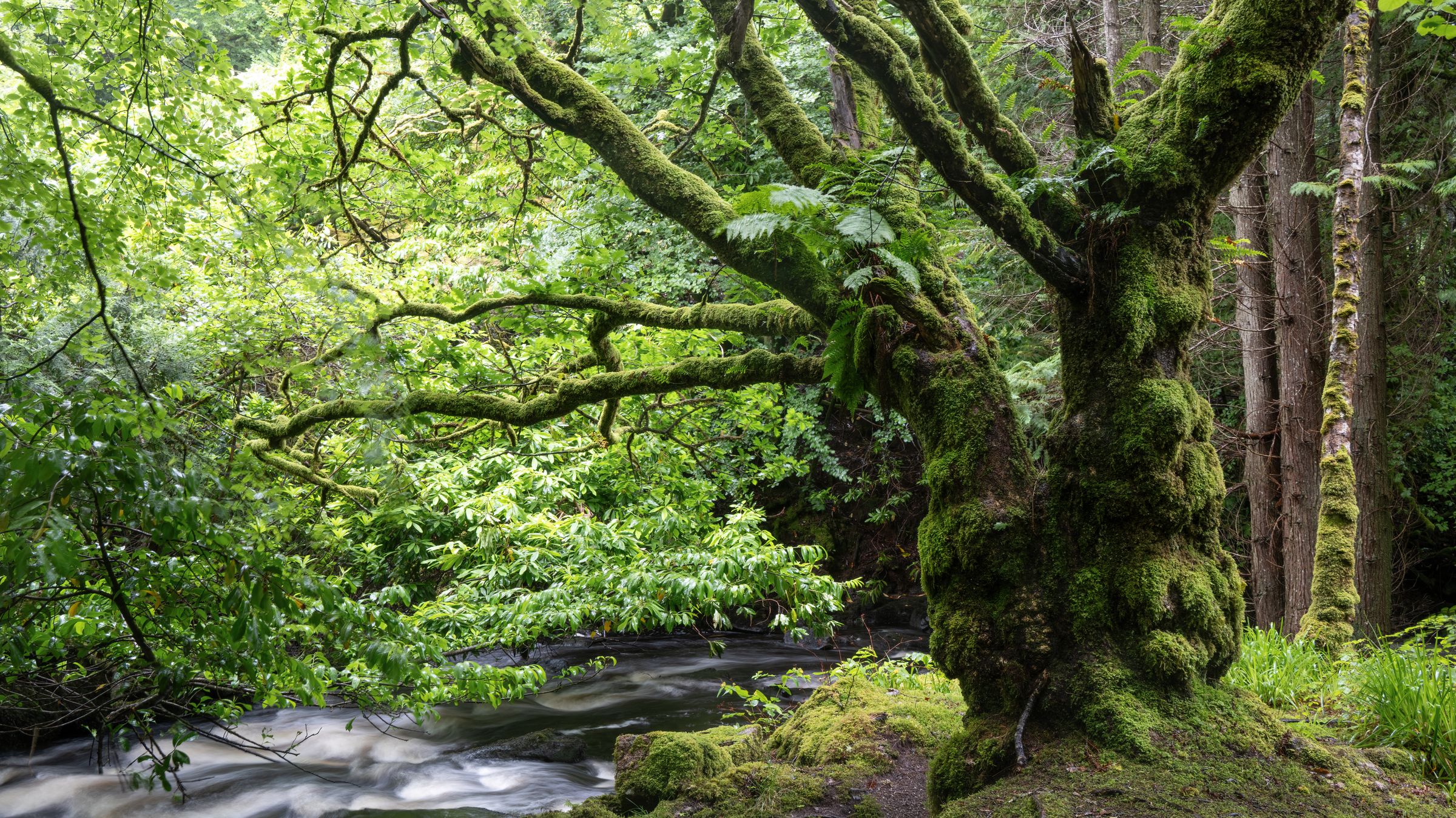 alter Baum an einem Fluss