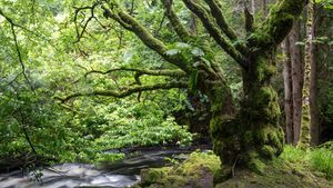 alter Baum an einem Fluss