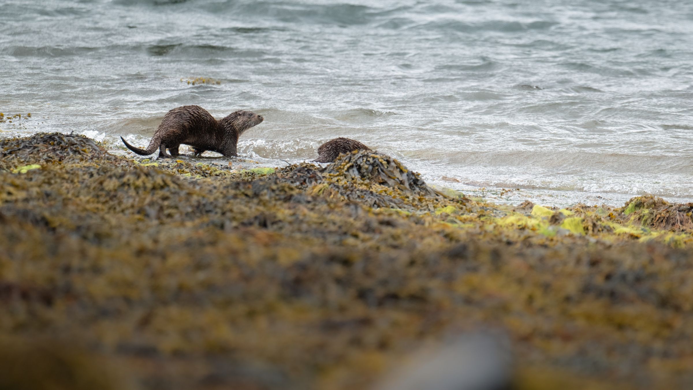 Otter beim verlassen des Kelbs