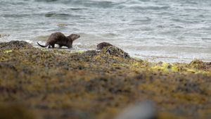 Otter beim verlassen des Kelbs