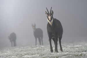 Gams im Morgen Frost