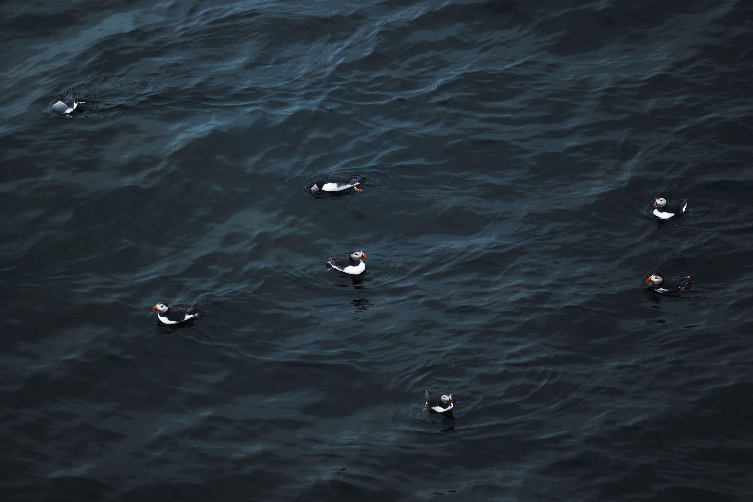 fishin puffin group