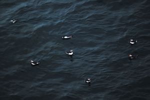 fishin puffin group