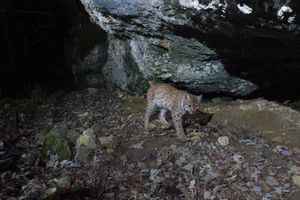 Luchs bei einer Höhle