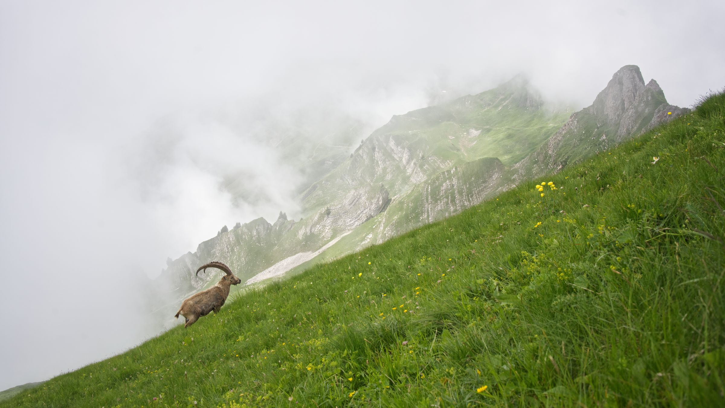 König des Berges