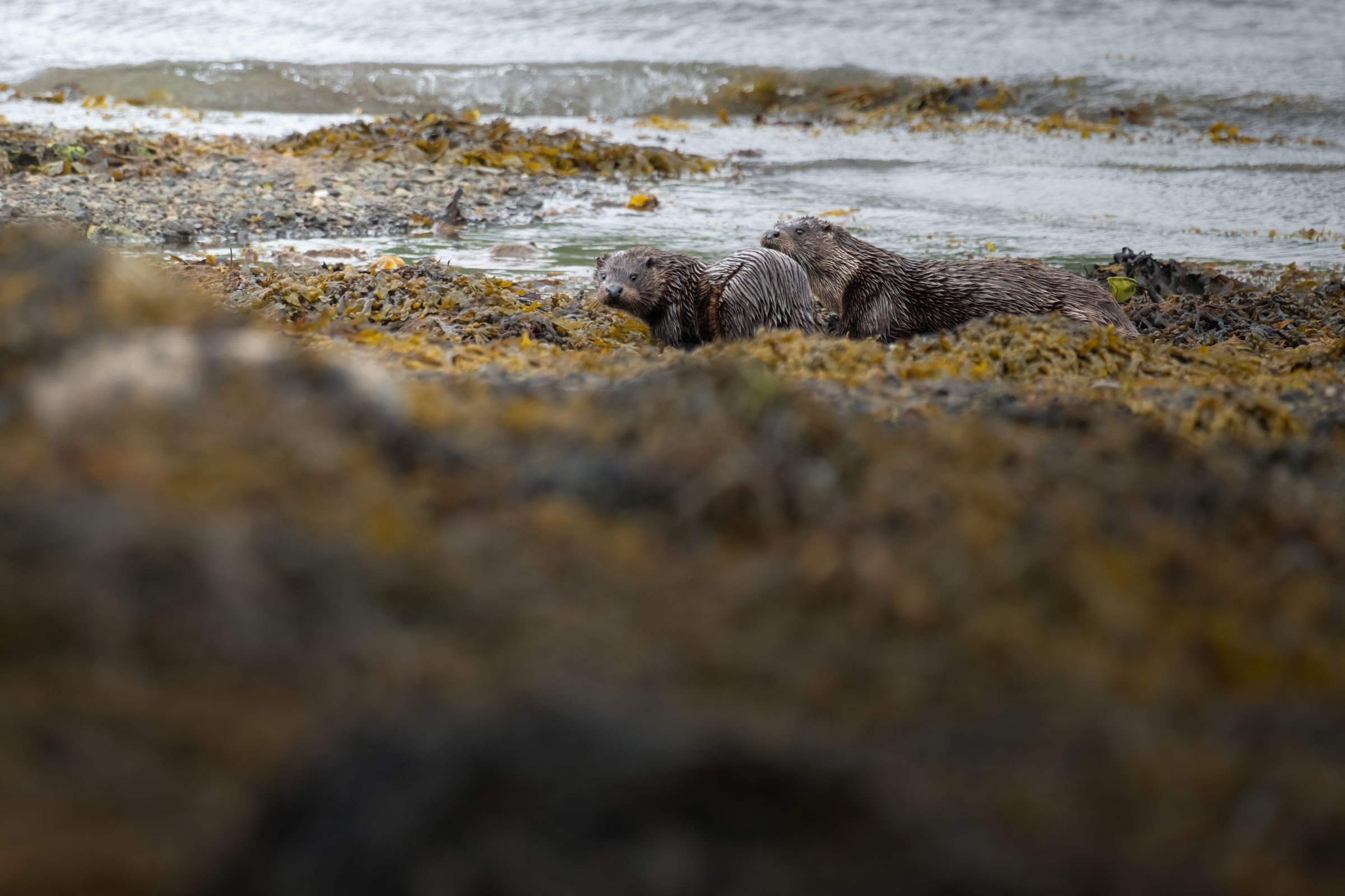 kuschelnde Mutter und babyotter