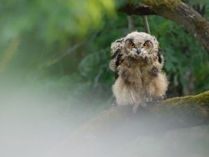 Uhu-Küken
