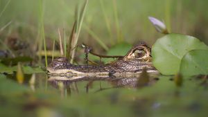 Caiman in Seerosen