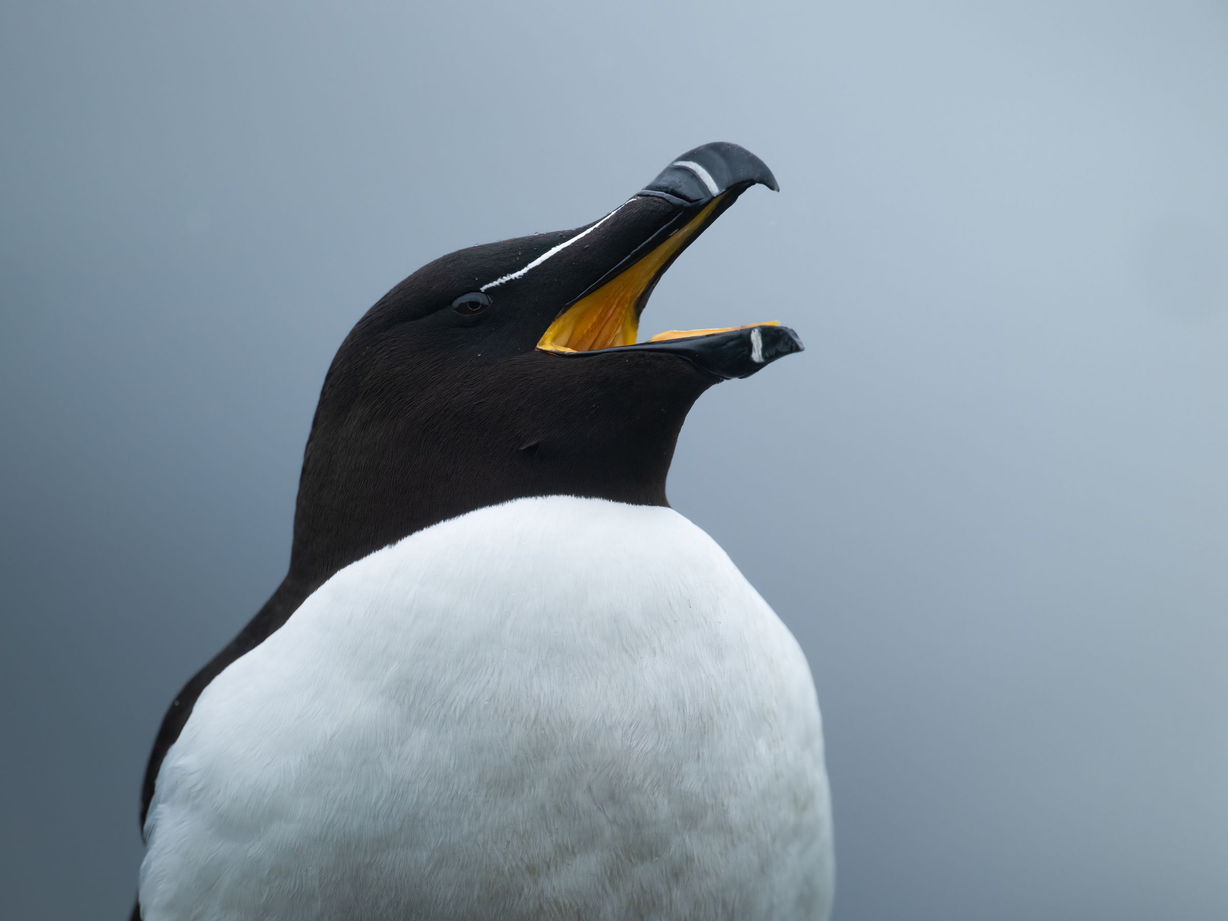 Tordalk Portrait
