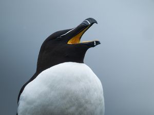 Tordalk Portrait