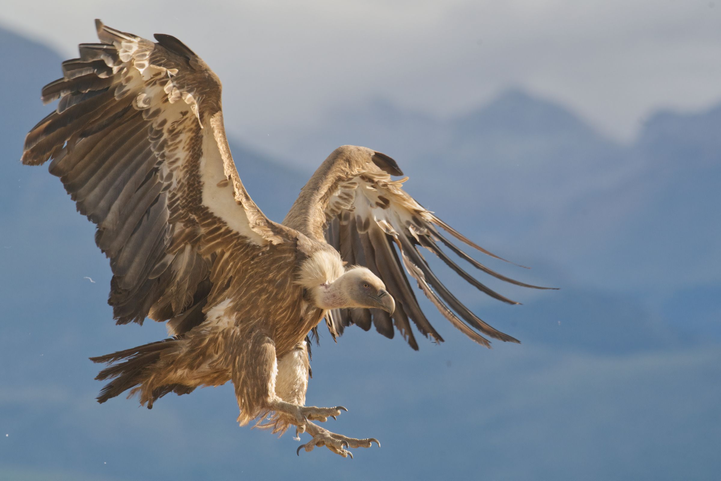 Gänsegeier im Flug