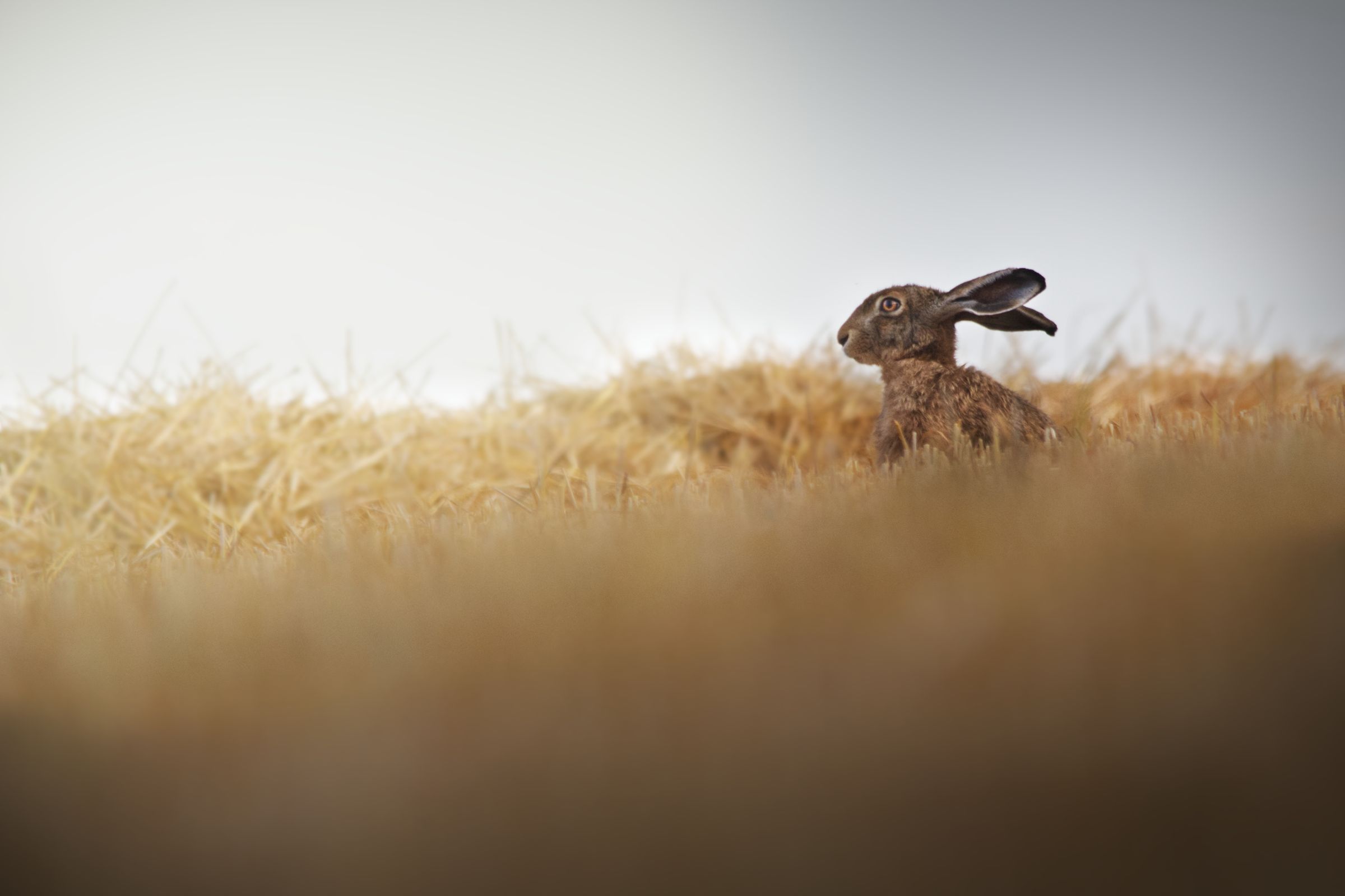 Hase im Feld