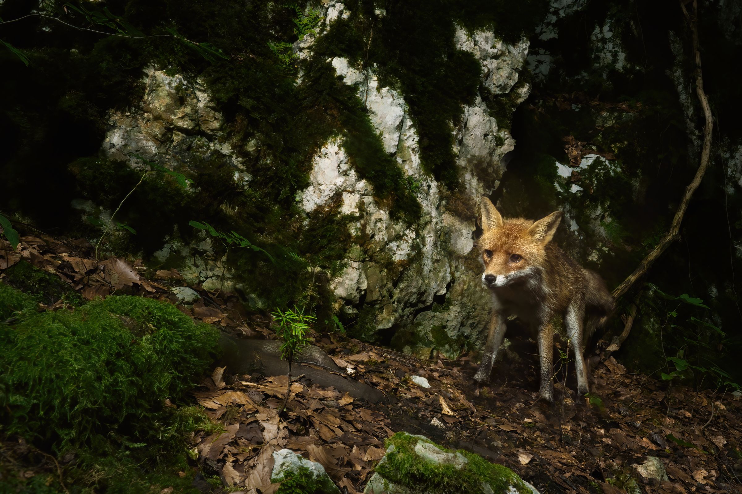 Fuchs an einer Felswand