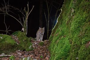 Europäischer Luchs