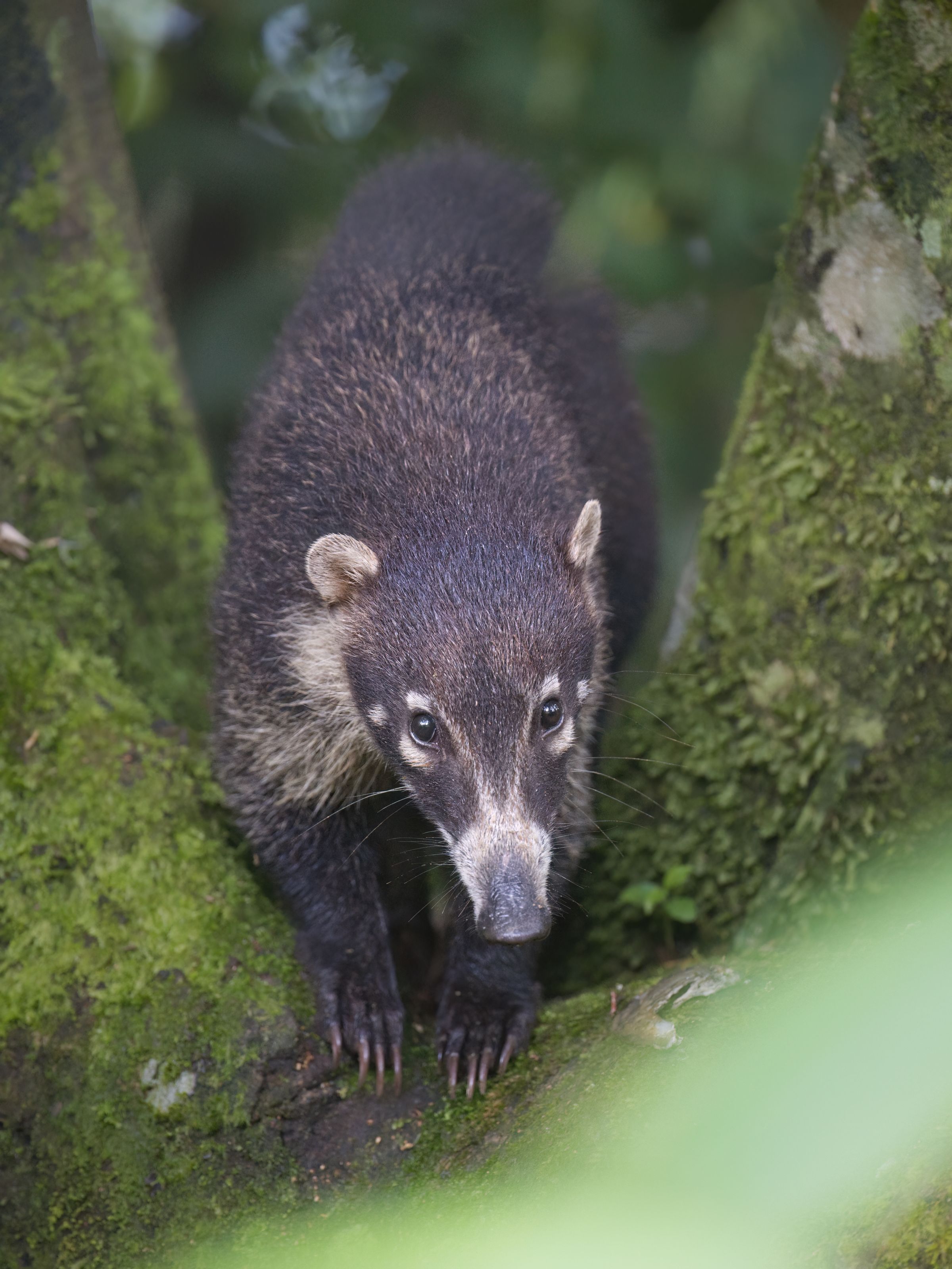 Nasenbärportrait