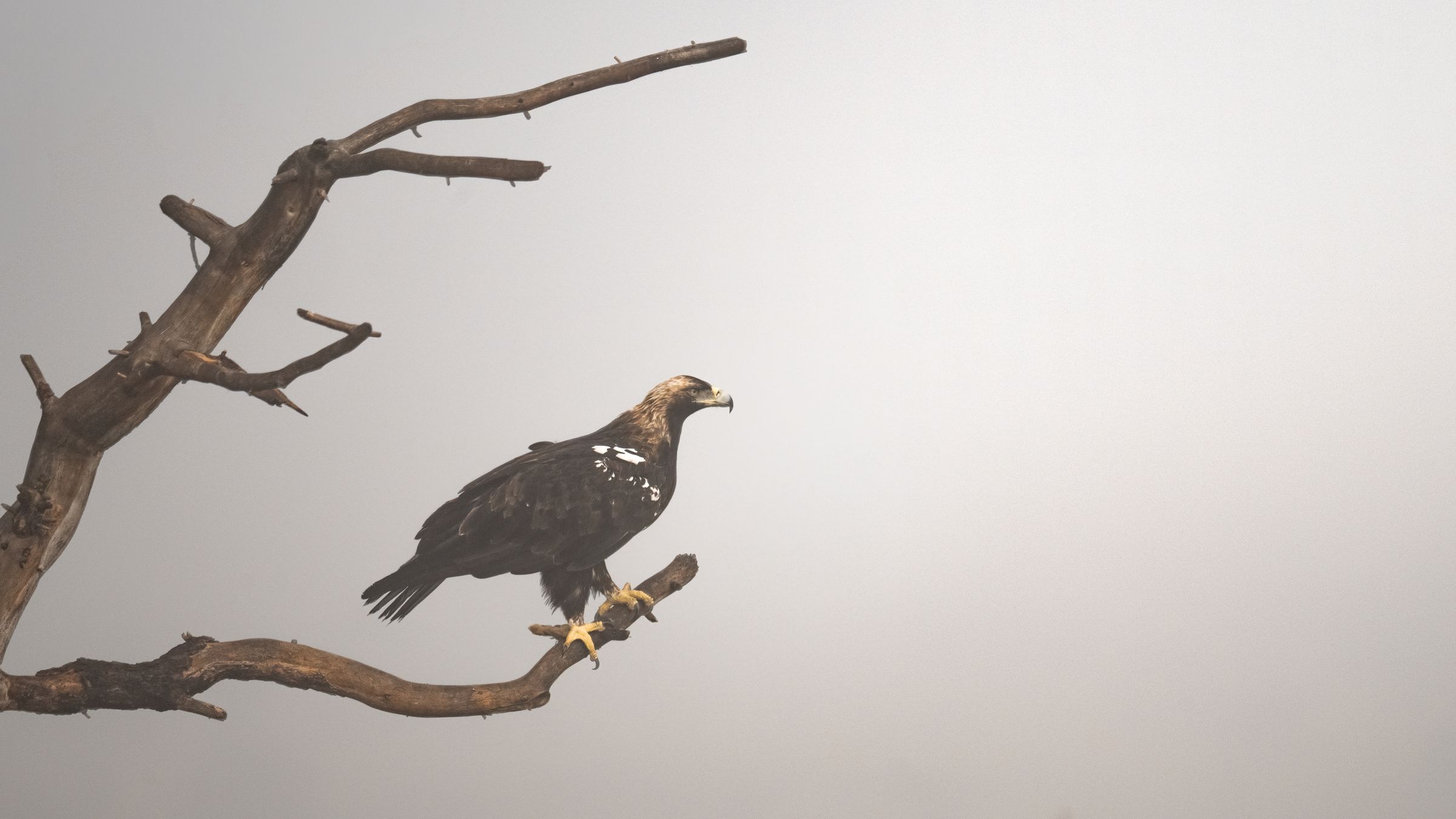 Iberischer Kaiseradler