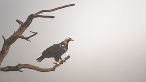 Iberischer Kaiseradler