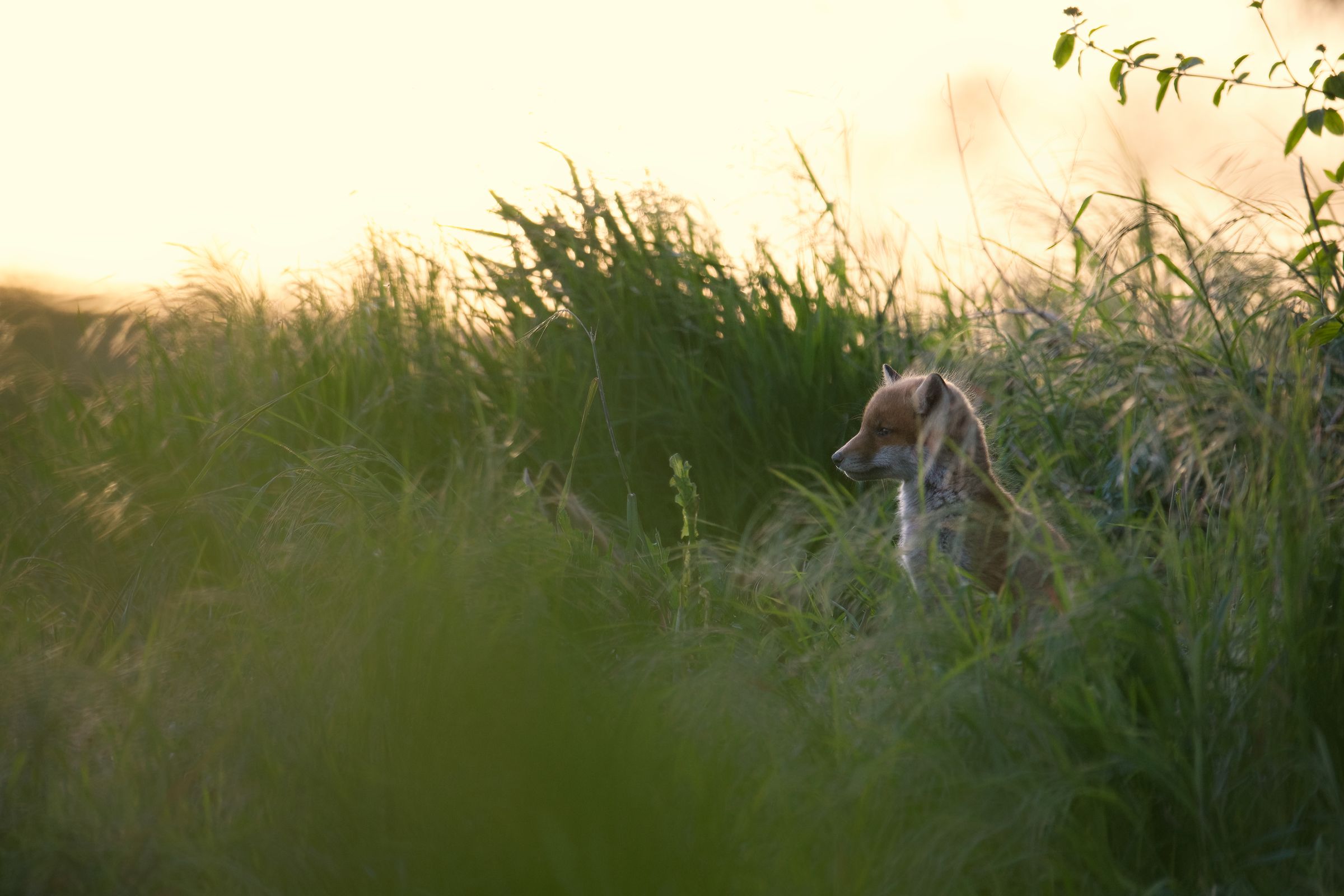 Fuchswelpe bei Sonnenuntergang