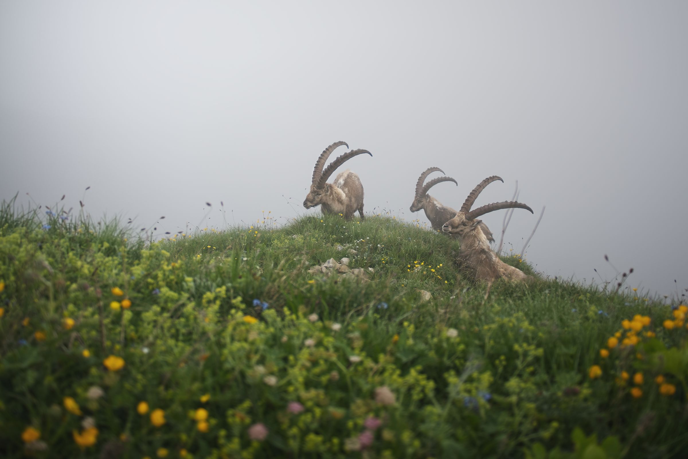 Steinbock im Nebelmeer