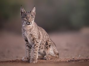 Iberisches Luchsjunges