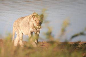 Junger Männlicher Löwe