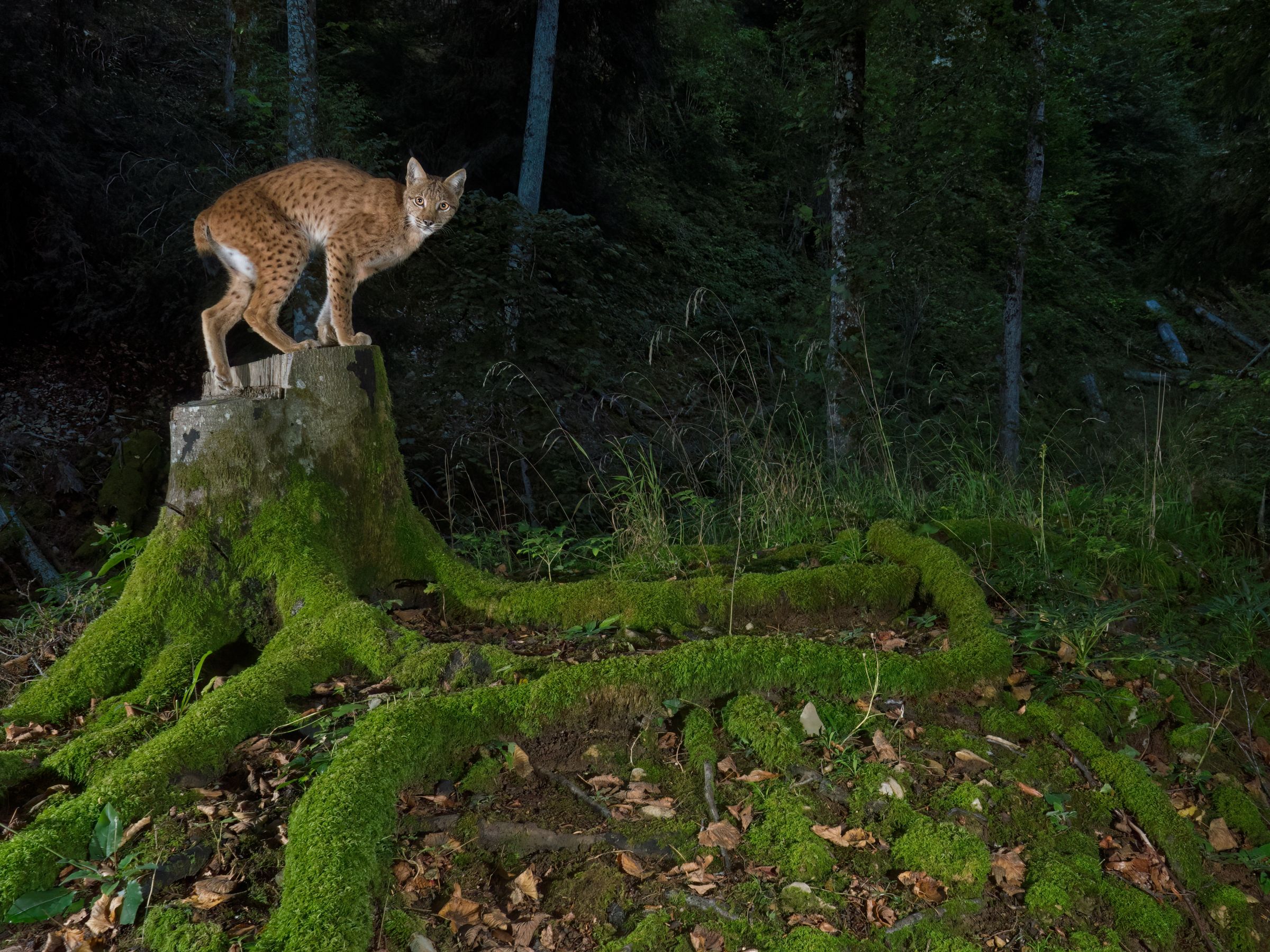 Mamma Luchs auf einem Baumstamm