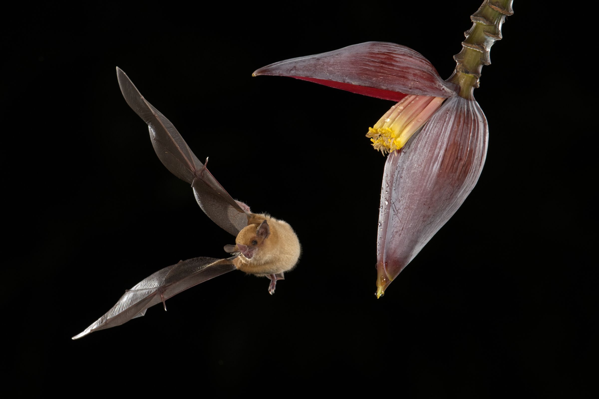 Bestäuber-Fledermaus an Bananenblume