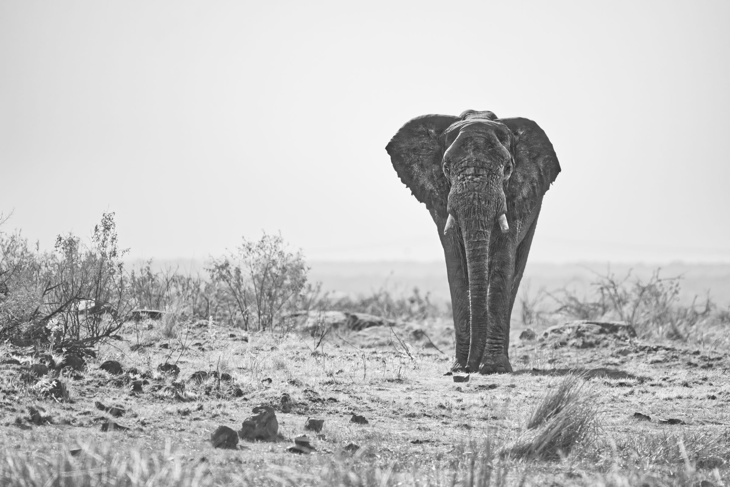 Eine Welt in Schwarz und Weiss: Pilanesberg