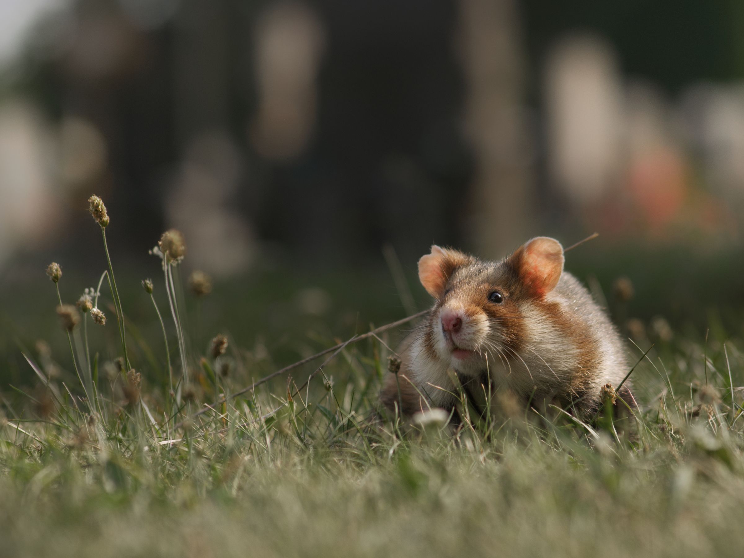 Städtische Tierwelt