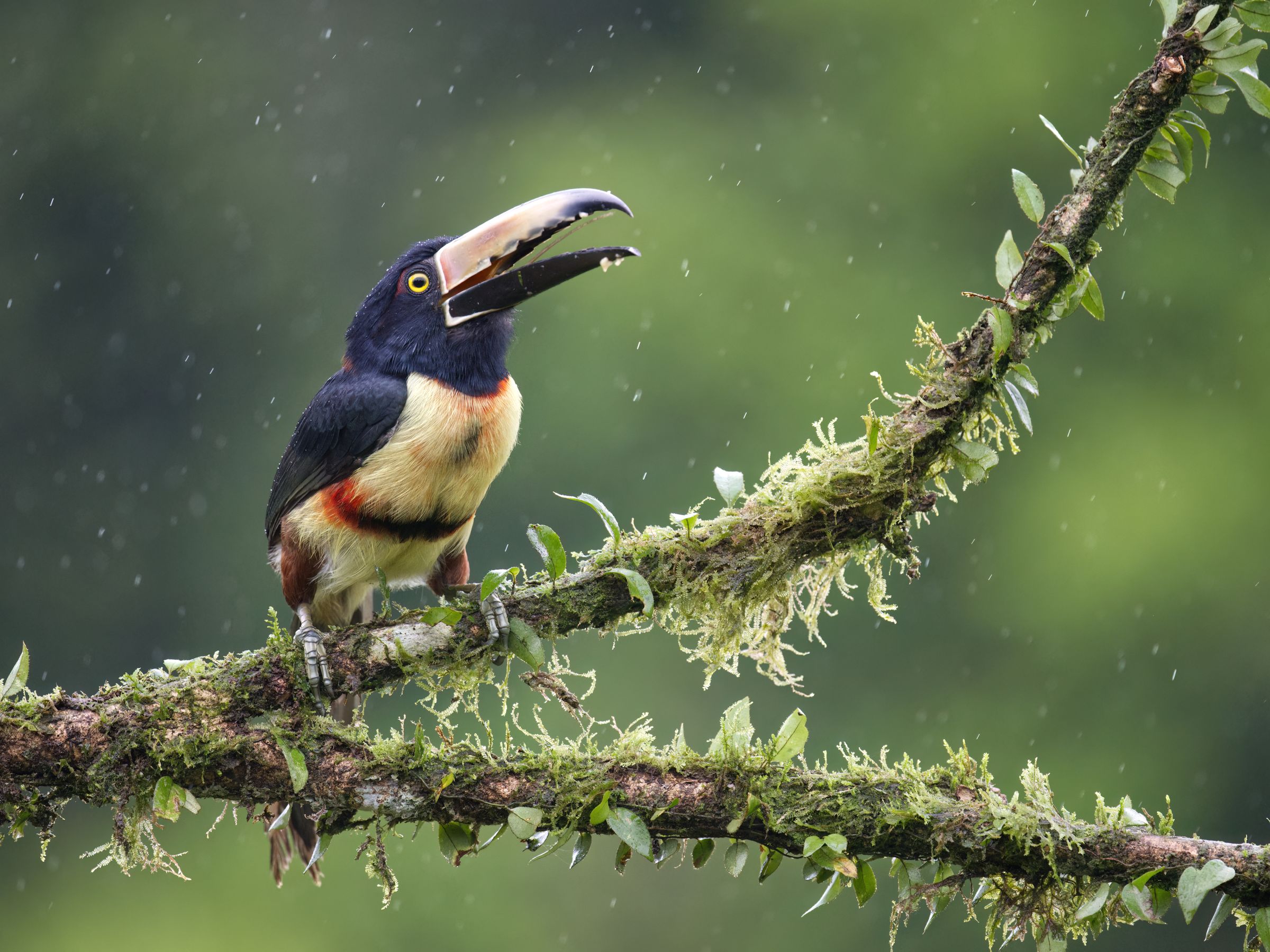 wildes Costa Rica