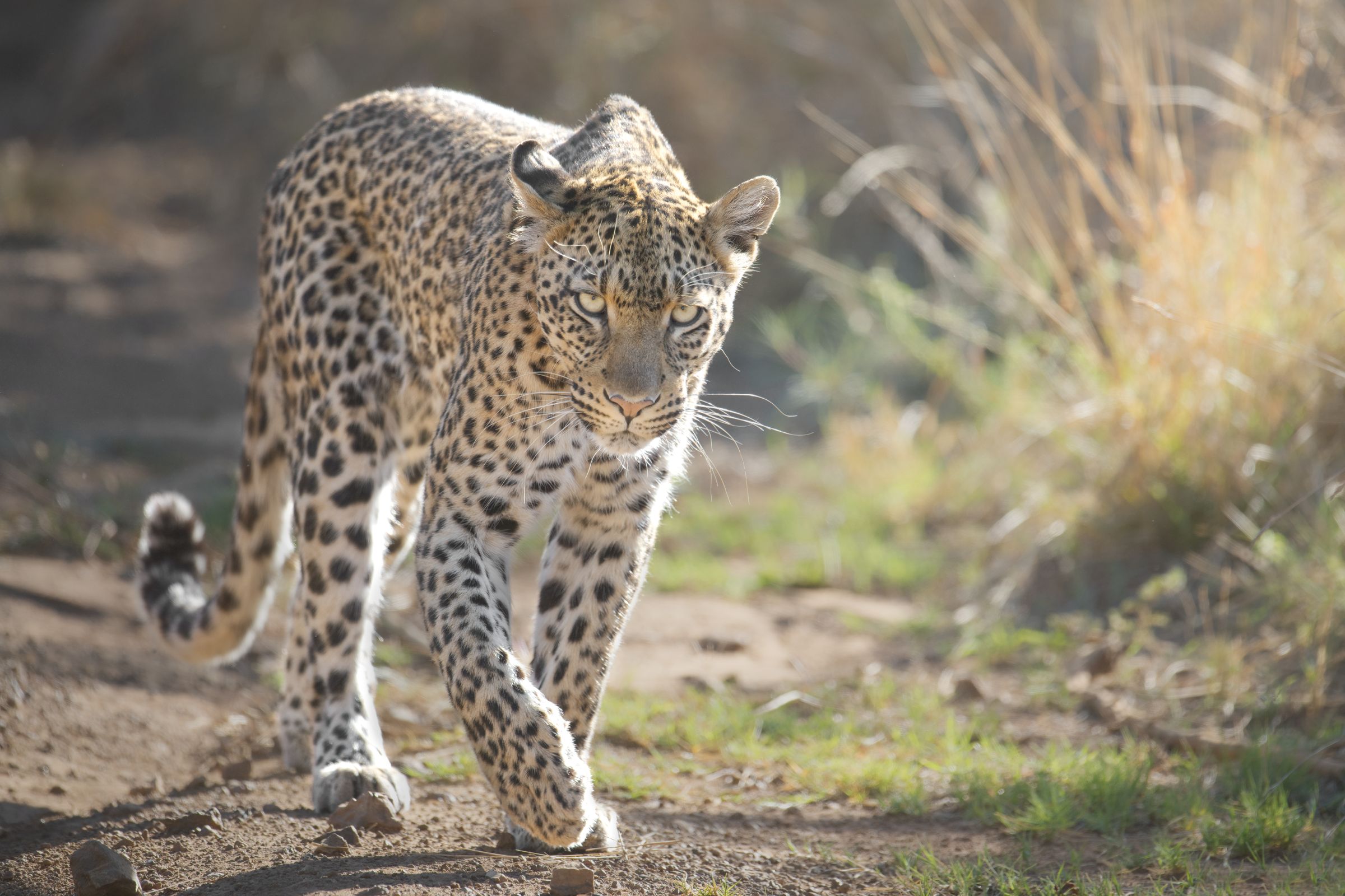 Wildes Südafrika: Pilanesbergs Tierparadies