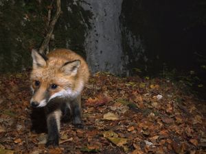 Fuchs im Herbst